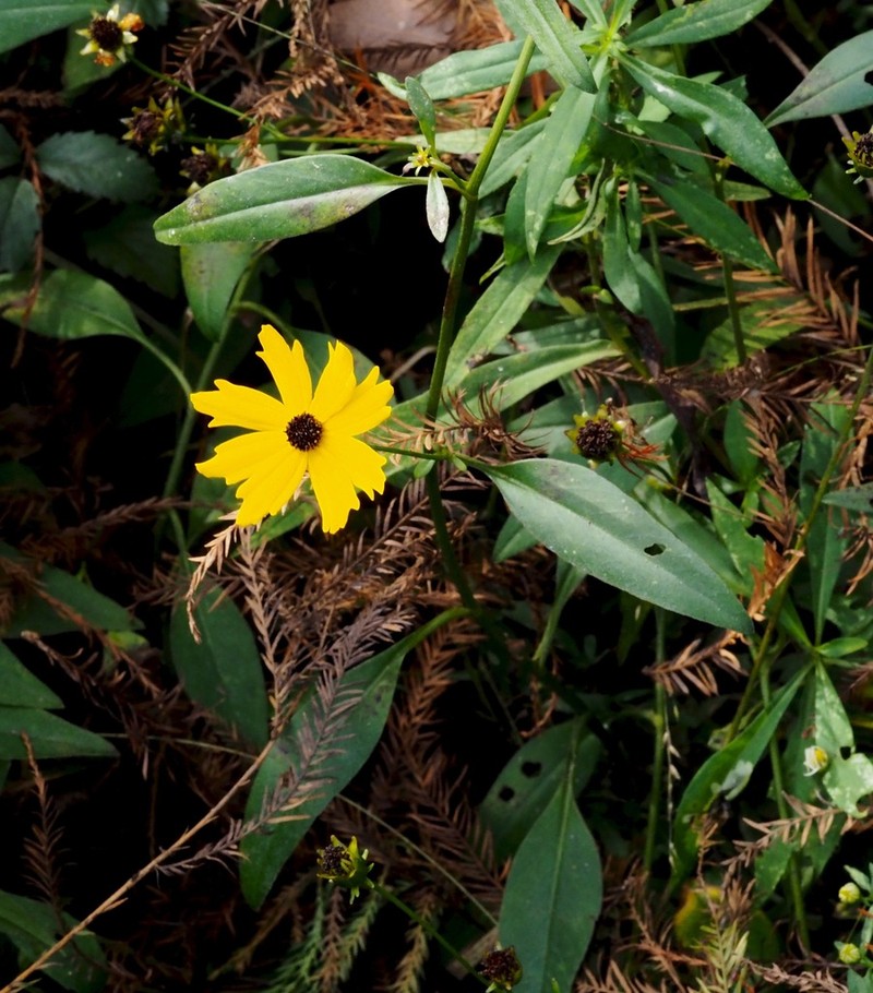 Swamp Tickseed