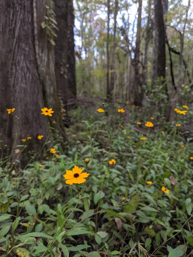Swamp Tickseed photo 2