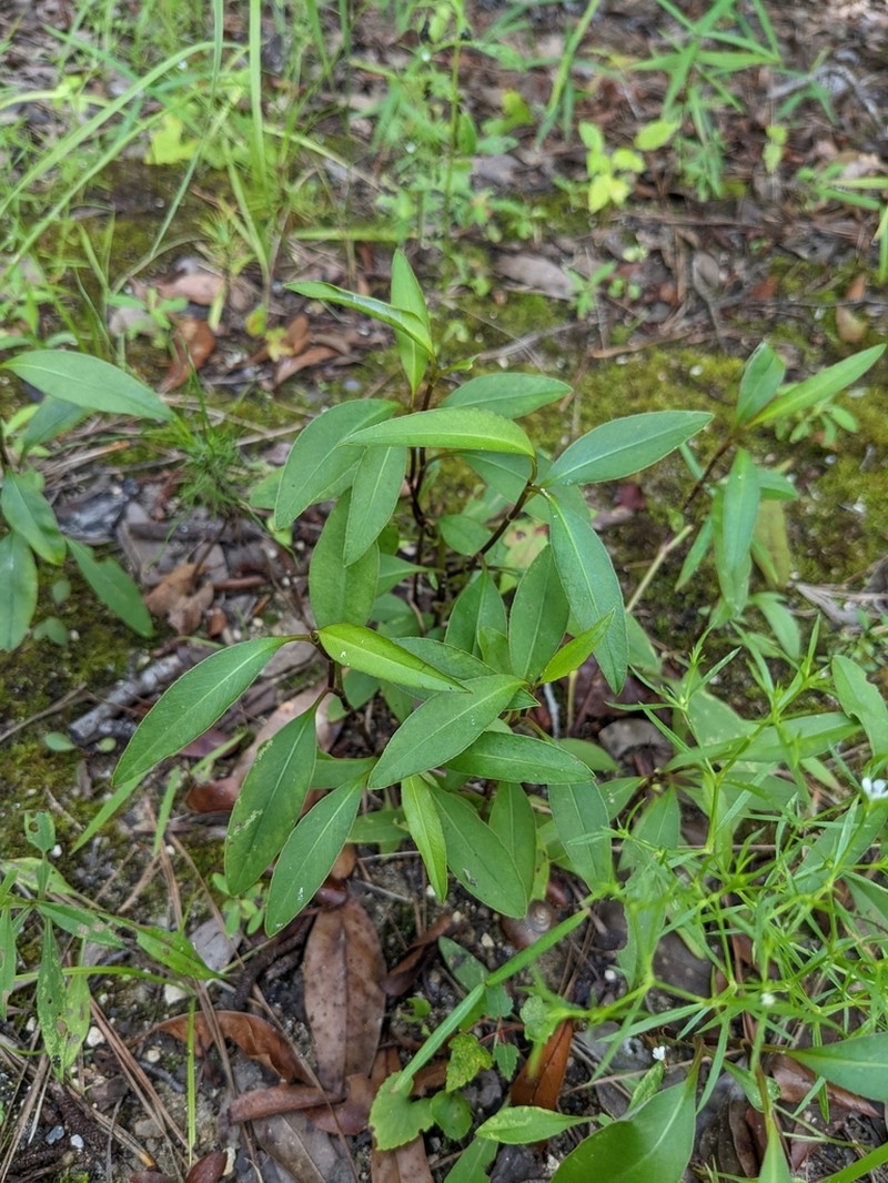 Swamp Tickseed photo 3