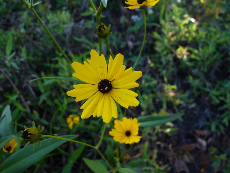 Swamp Tickseed photo 4