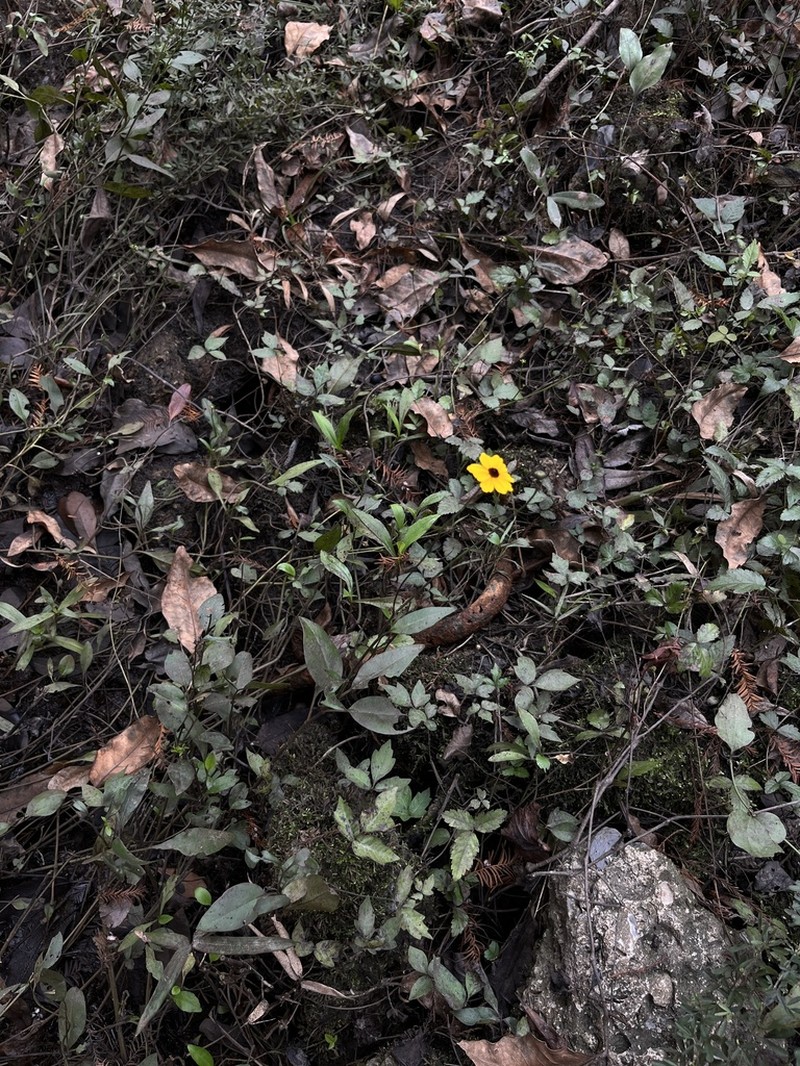 Swamp Tickseed photo 5