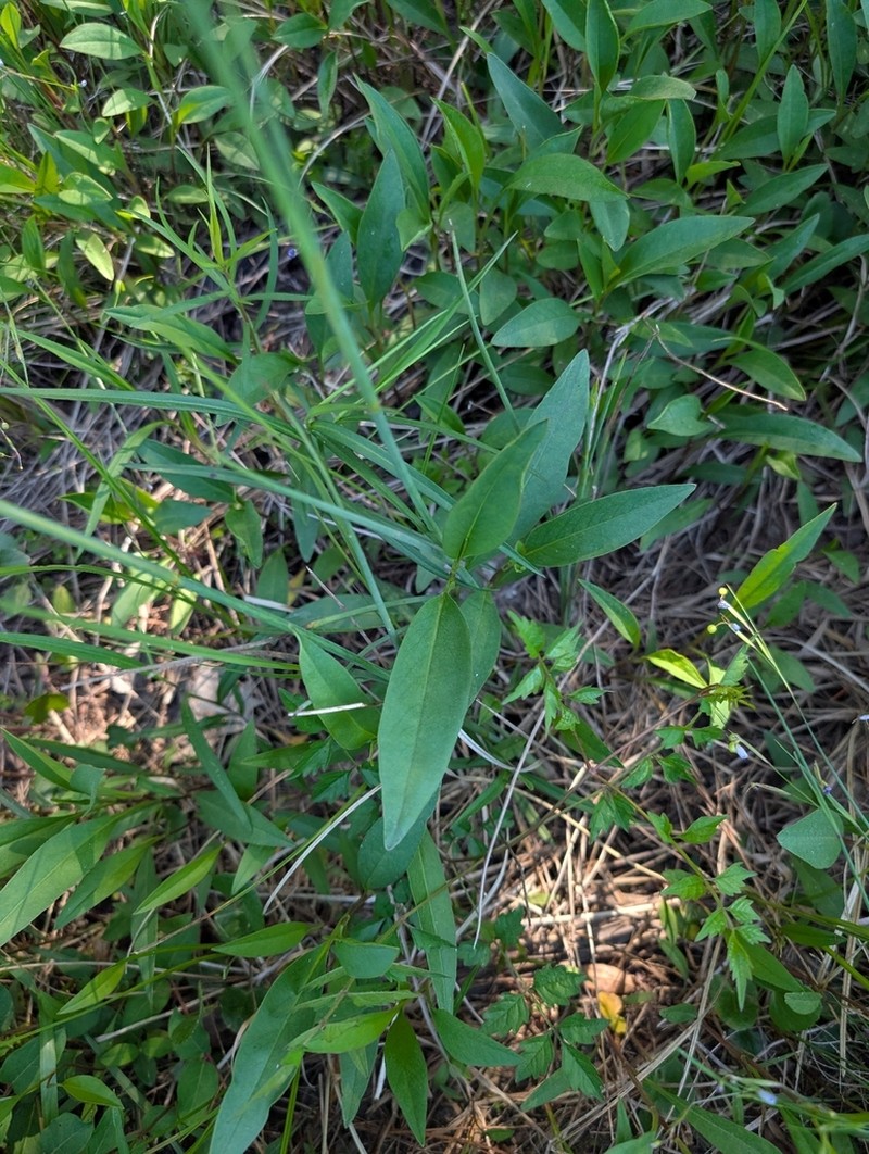 Swamp Tickseed photo 6