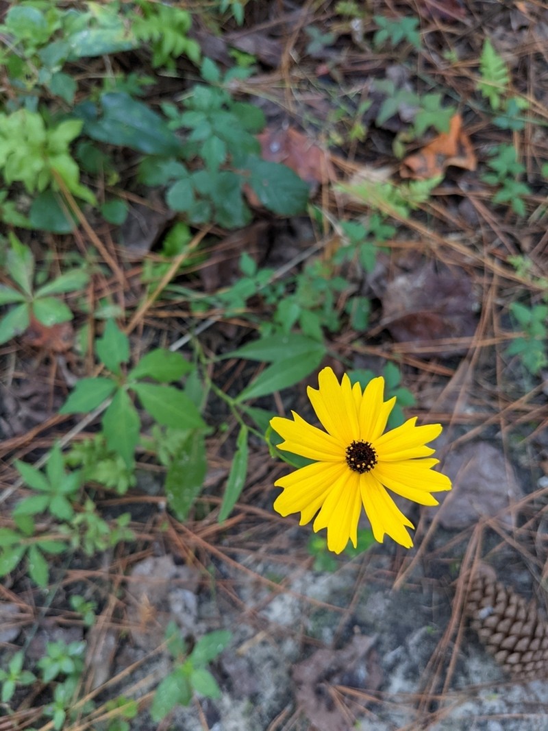 Swamp Tickseed photo 7