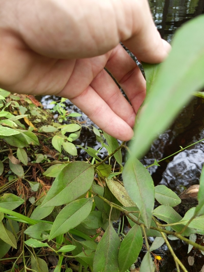 Swamp Tickseed photo 8