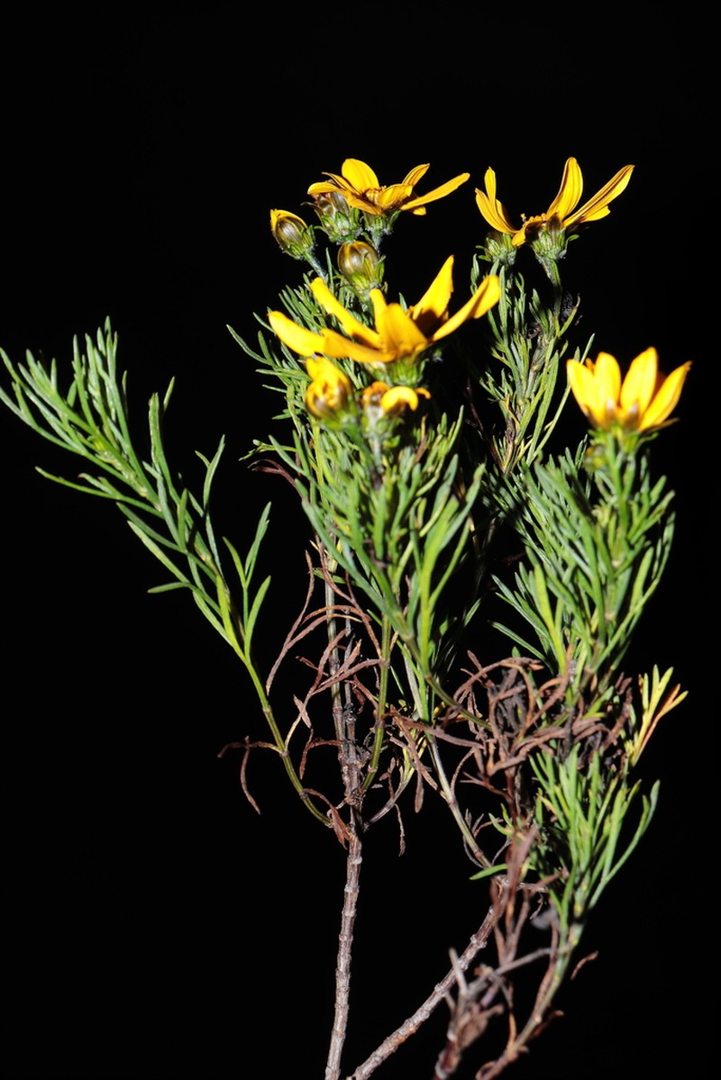 Coreopsis piurana