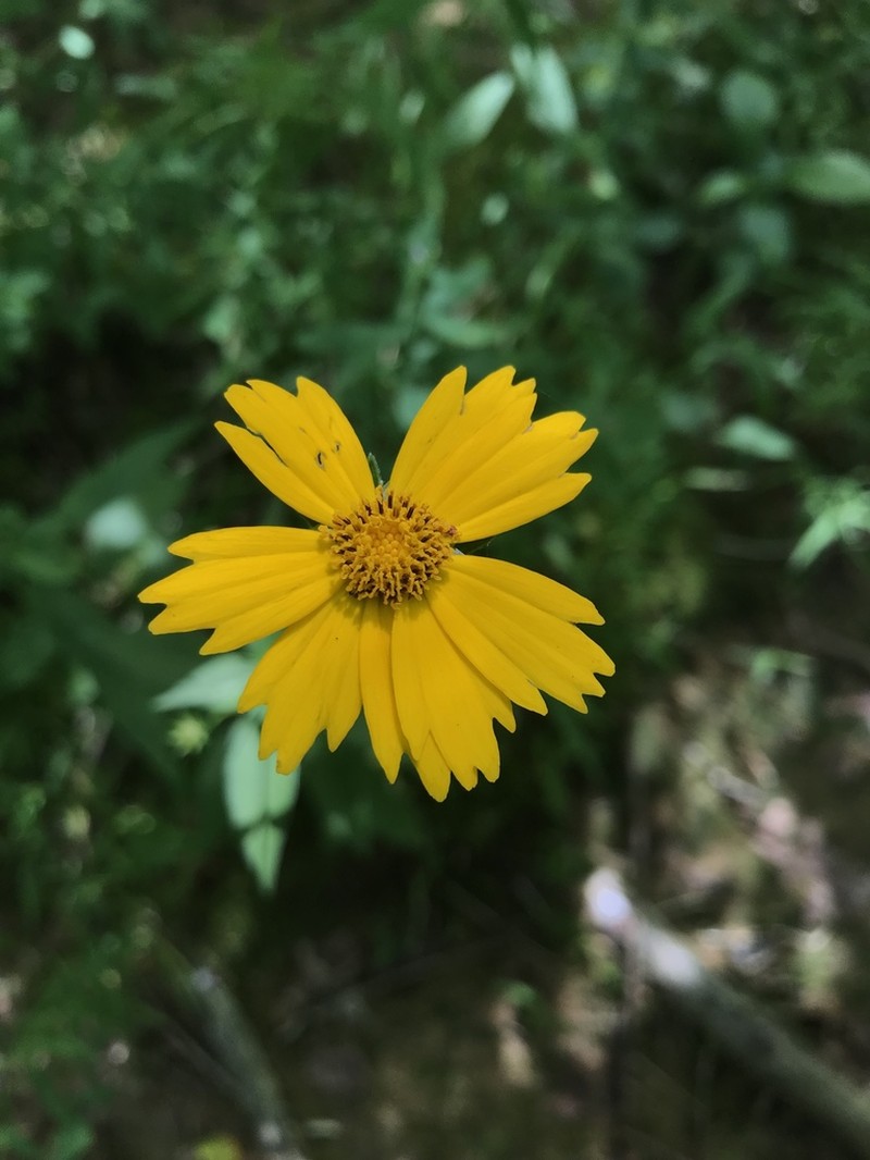 Star Tickseed