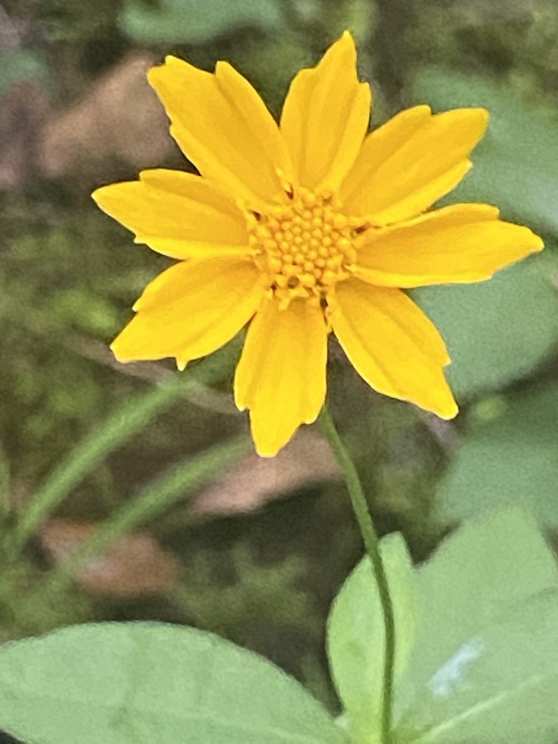 Star Tickseed photo 2