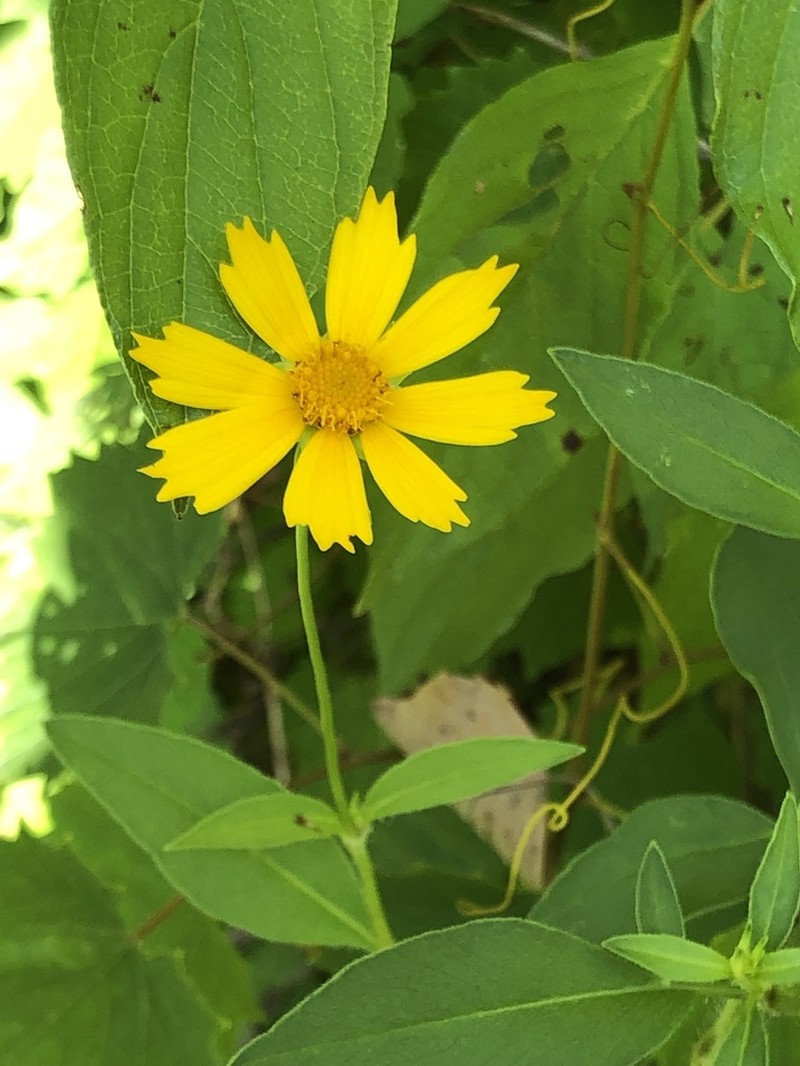 Star Tickseed photo 3