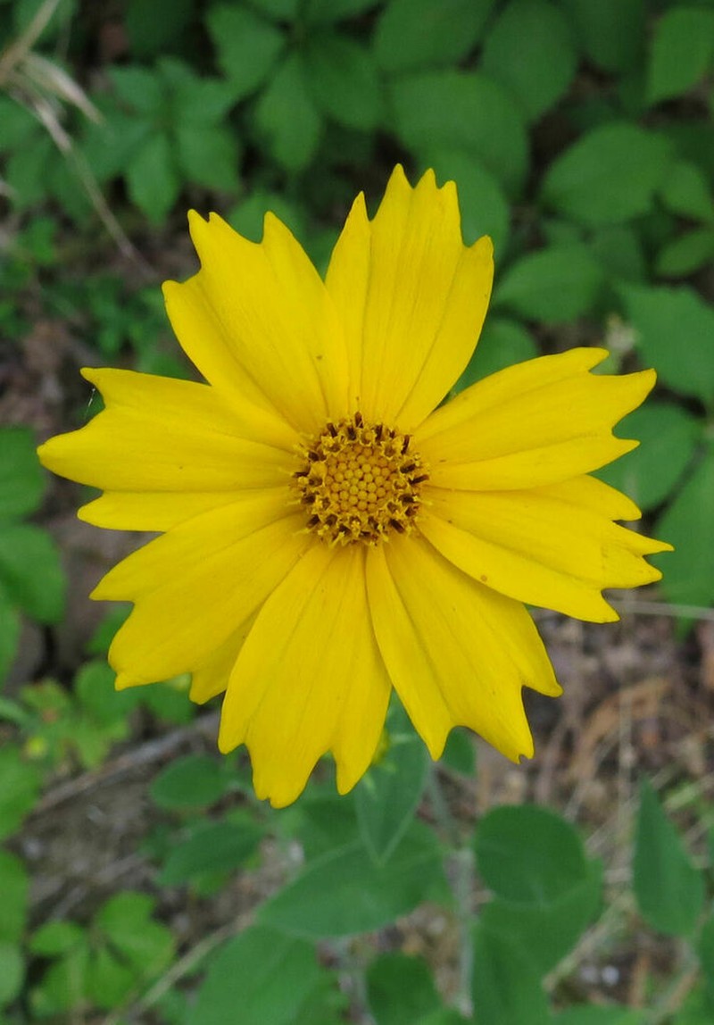 Star Tickseed photo 4