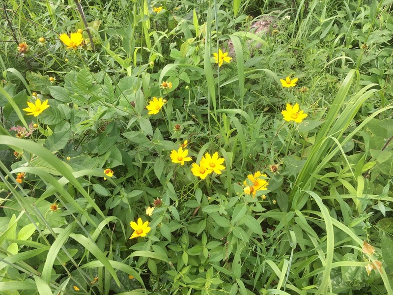 Star Tickseed photo 5