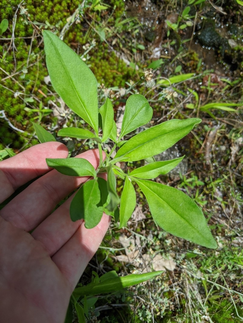 Star Tickseed photo 6
