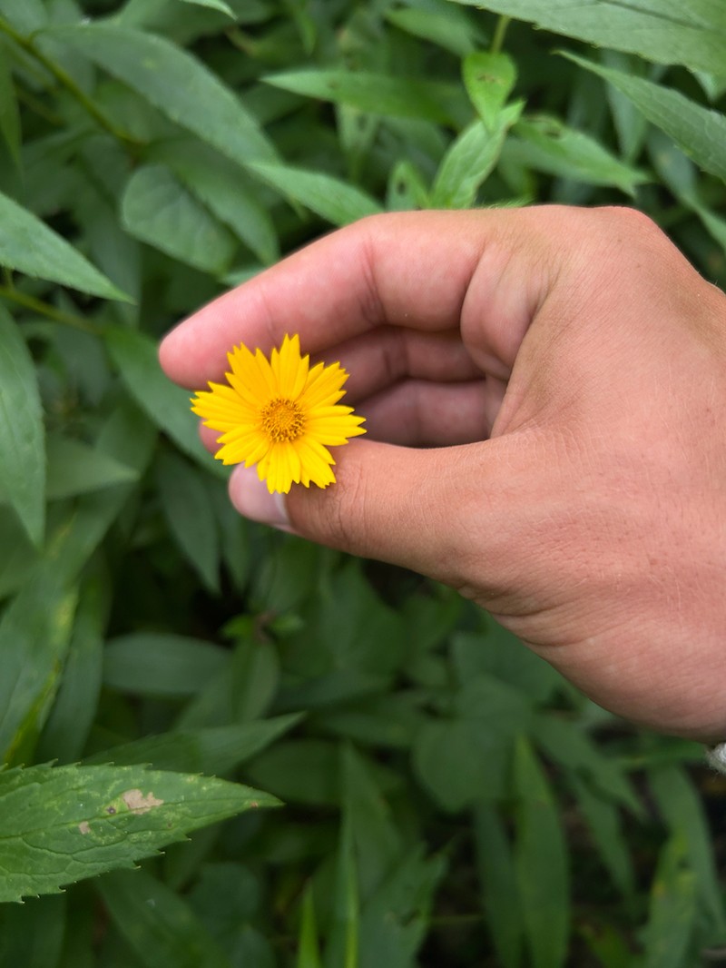 Star Tickseed photo 7
