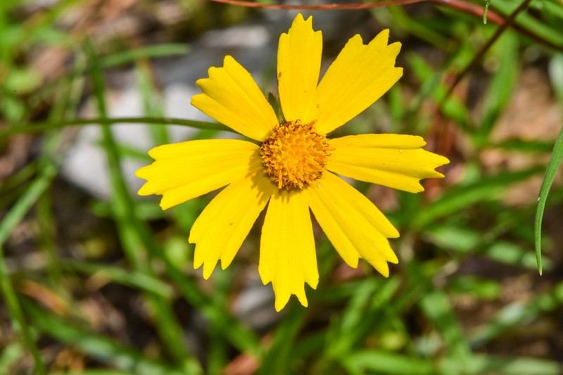 Star Tickseed photo 8