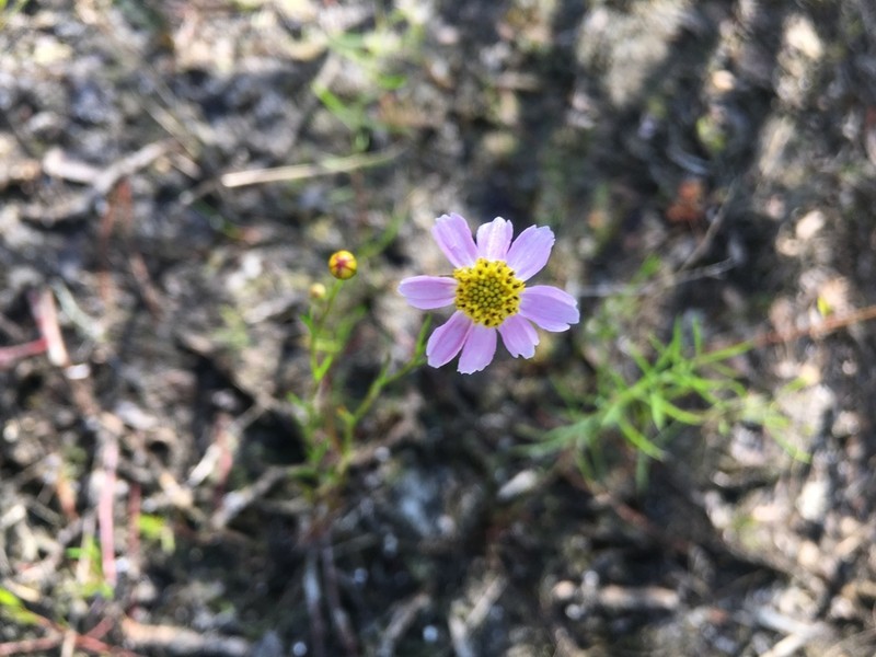 Pink Tickseed