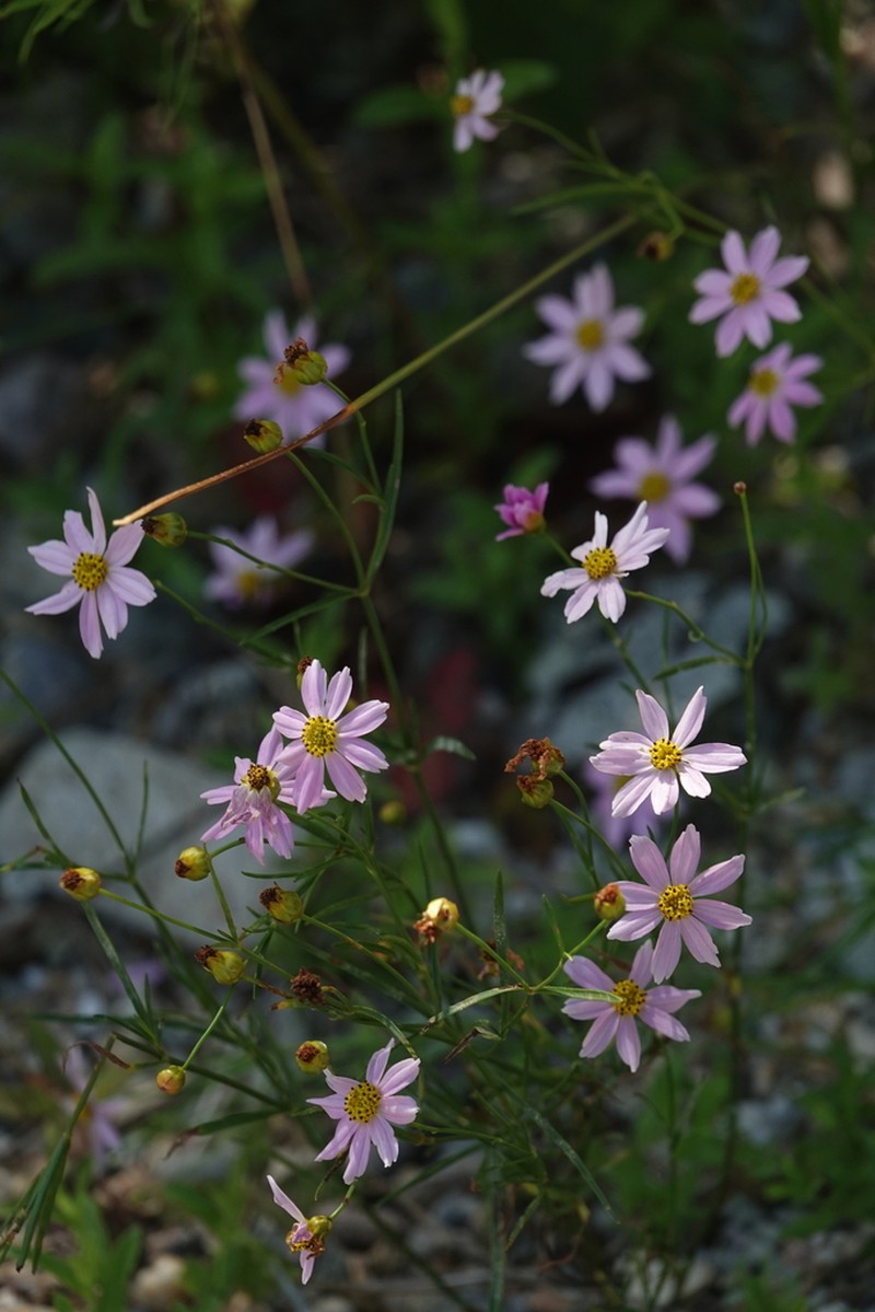 Pink Tickseed photo 2