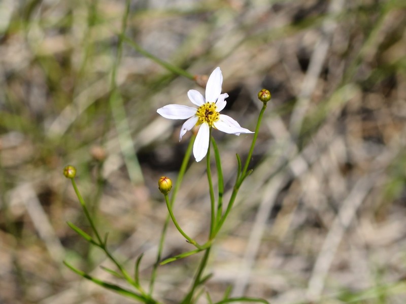 Pink Tickseed photo 3