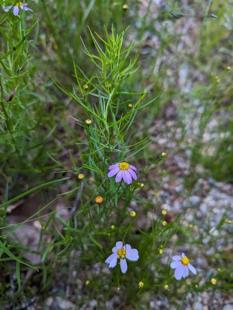 Pink Tickseed photo 4