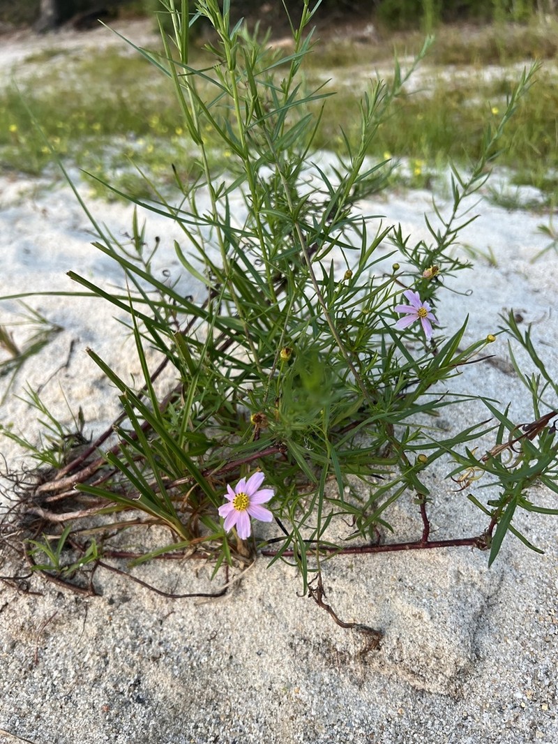 Pink Tickseed photo 5