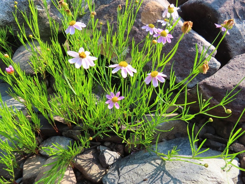 Pink Tickseed photo 6