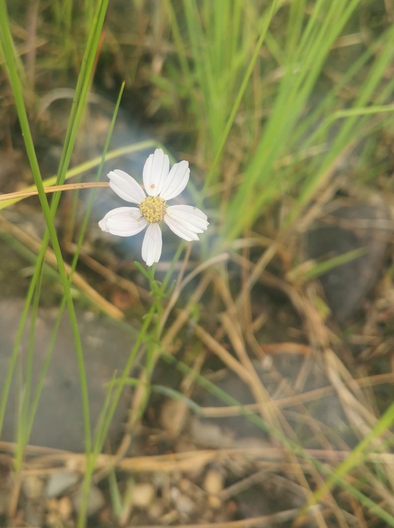 Pink Tickseed photo 7