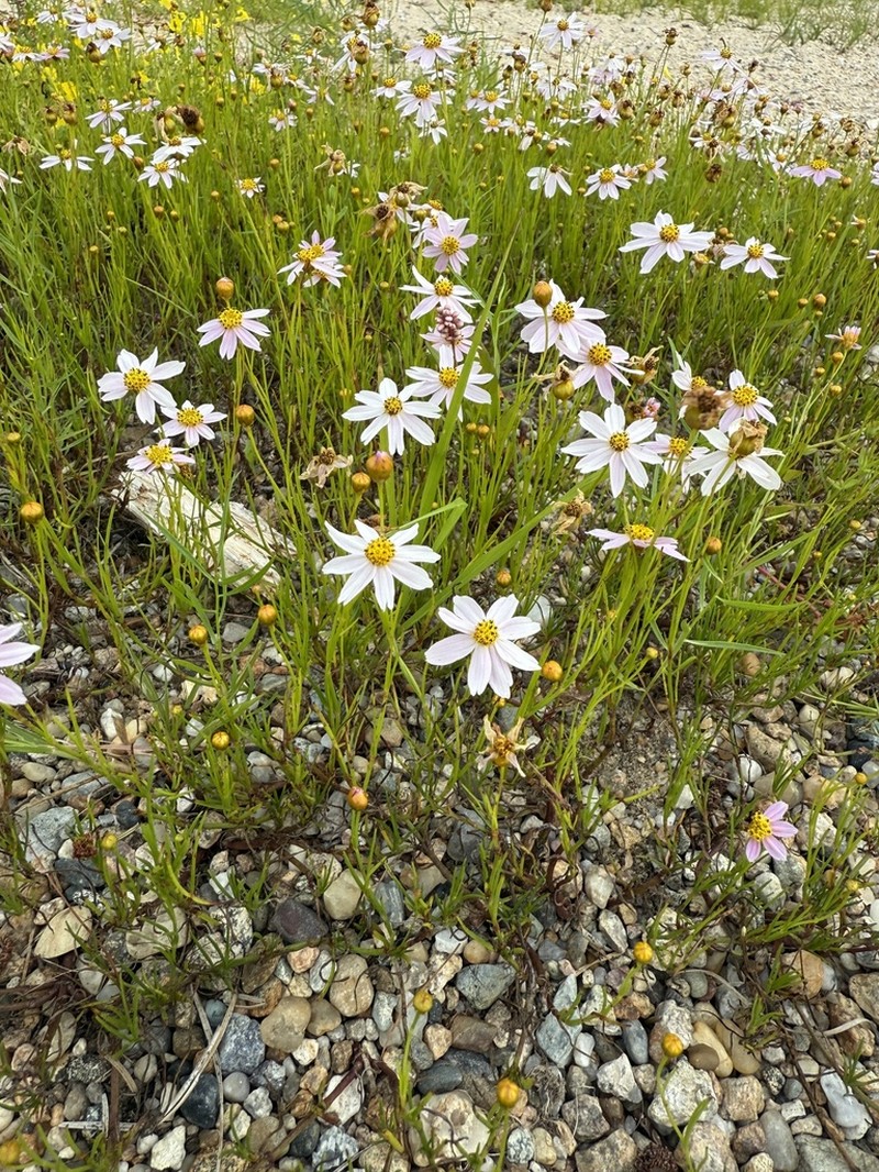 Pink Tickseed photo 8