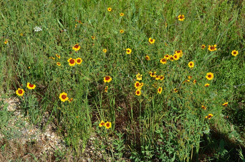 Golden Tickseed