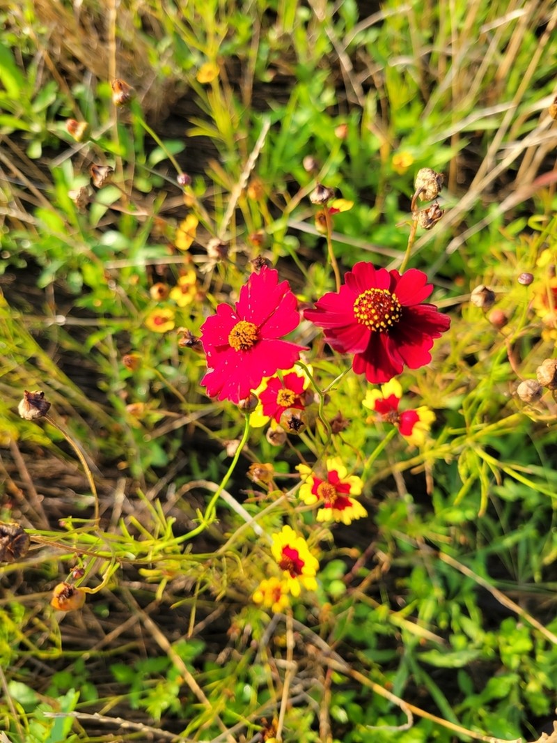 Golden Tickseed photo 2