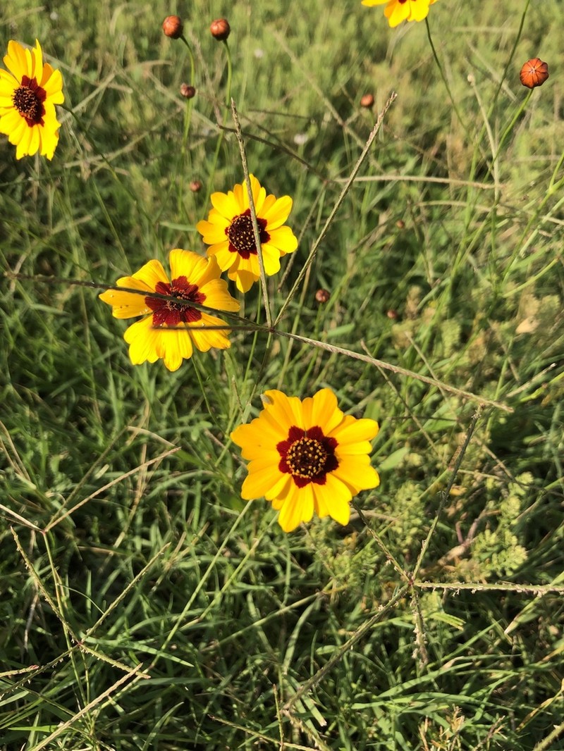 Golden Tickseed photo 3