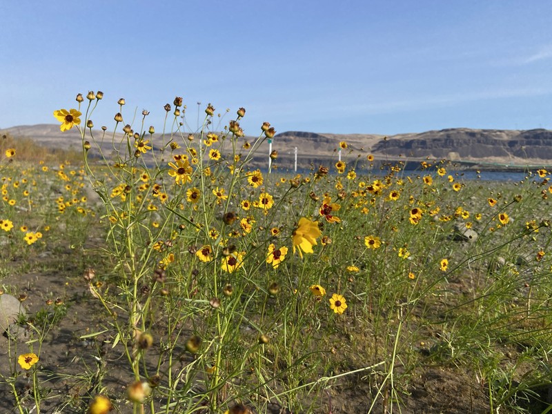 Golden Tickseed photo 4