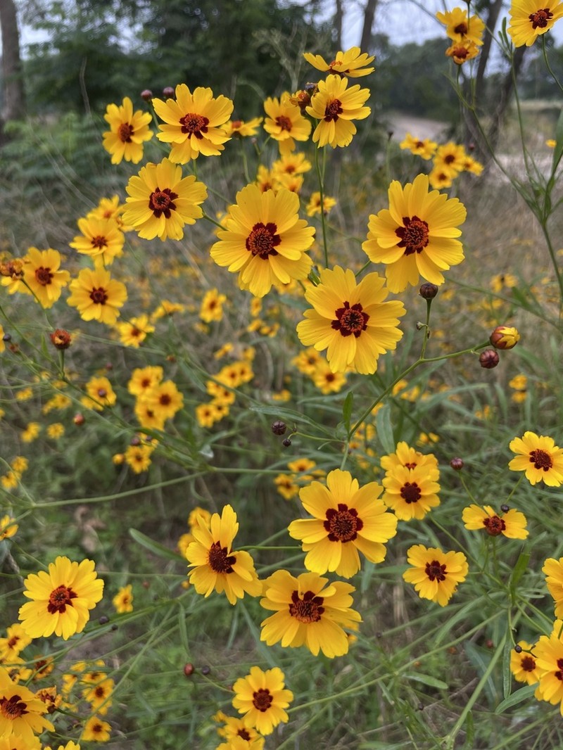 Golden Tickseed photo 5