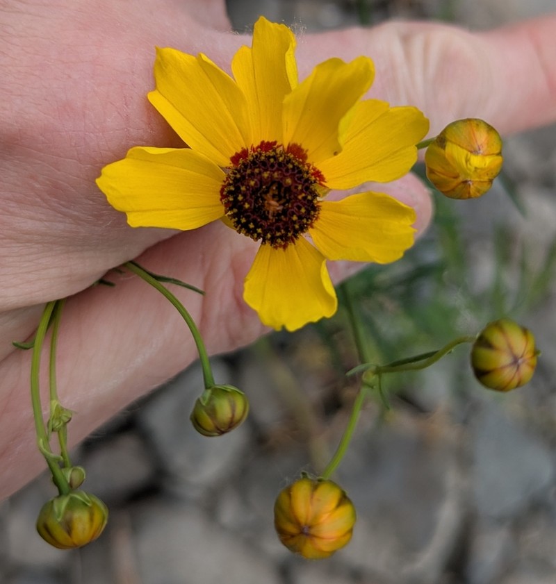 Golden Tickseed photo 6
