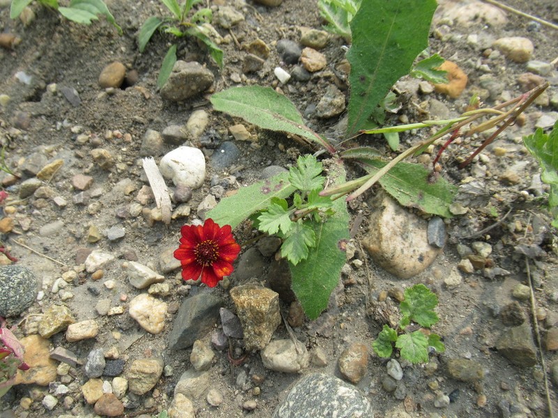Golden Tickseed photo 7