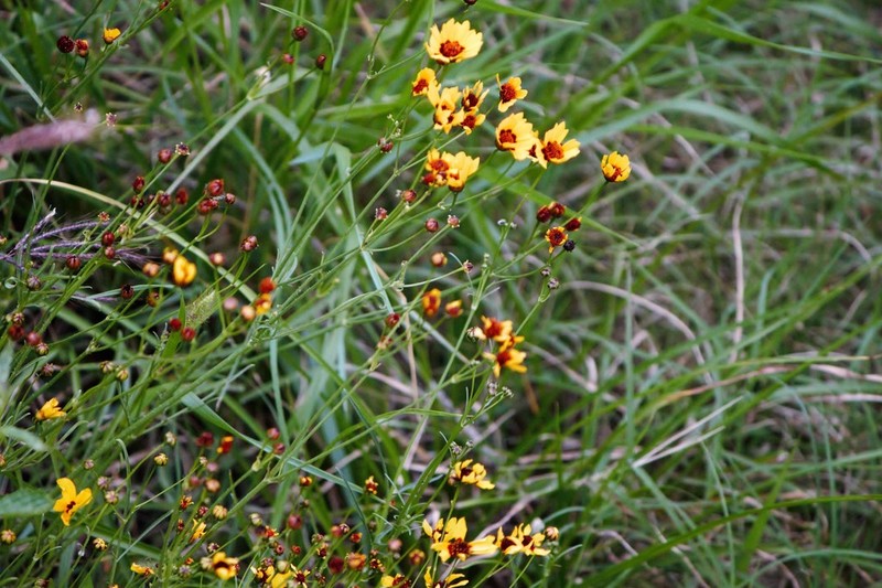 Golden Tickseed photo 8