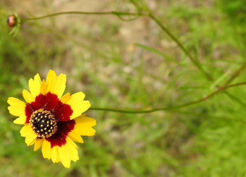 Rock Tickseed