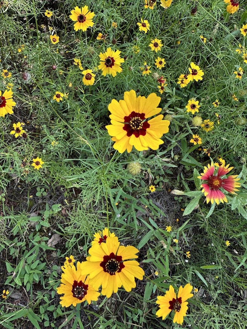 Rock Tickseed photo 3