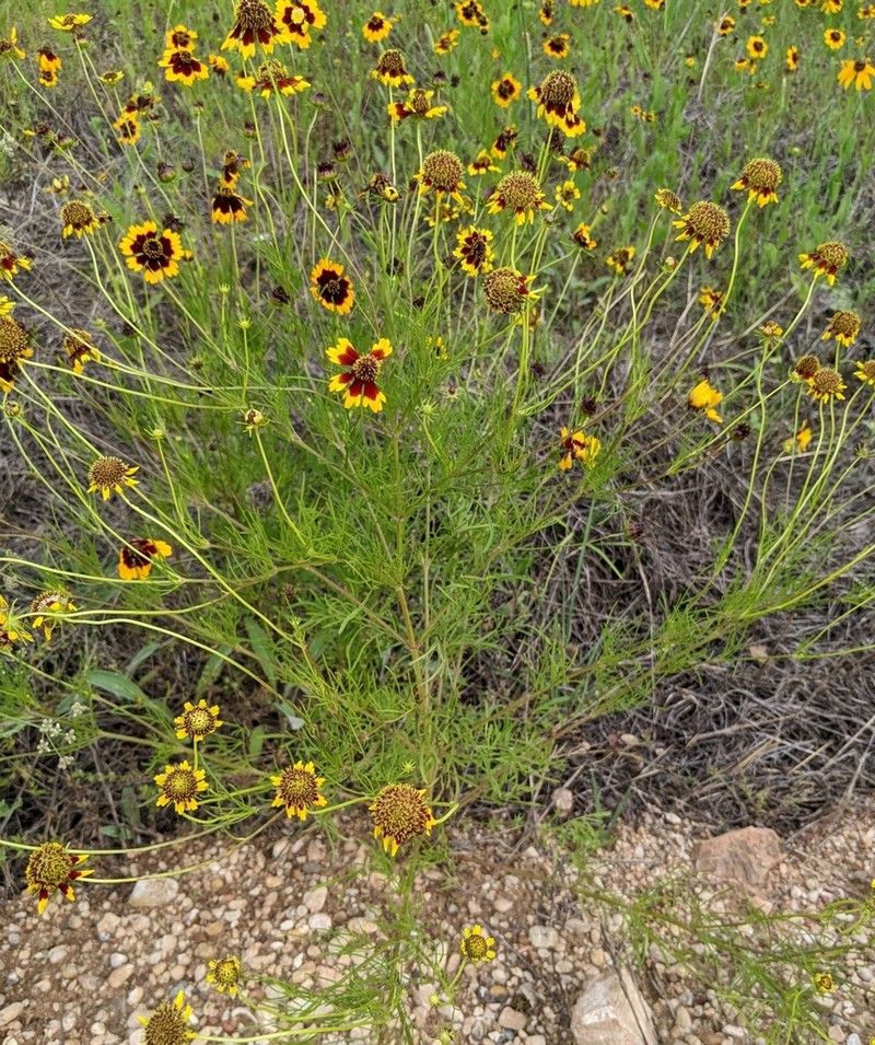 Rock Tickseed photo 4