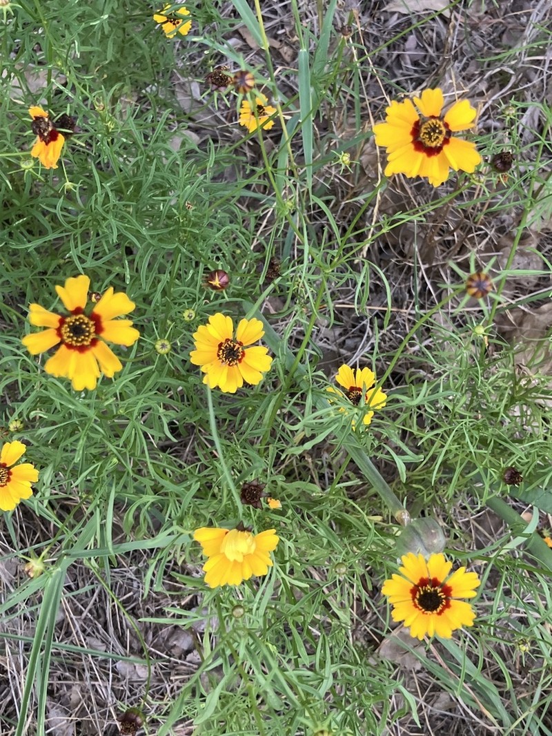 Rock Tickseed photo 5