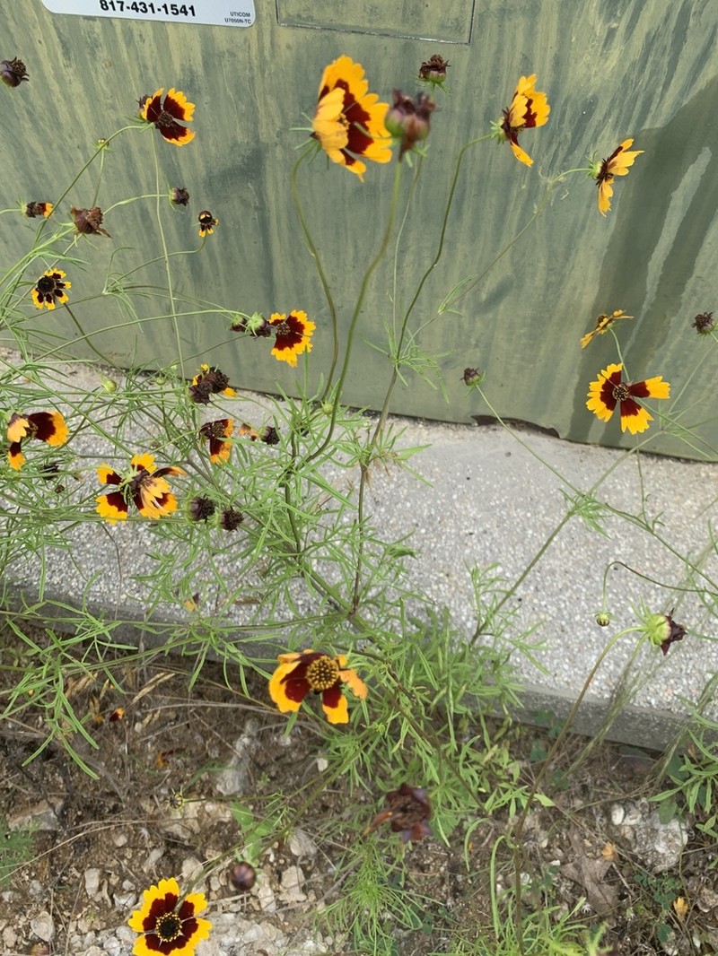 Rock Tickseed photo 6