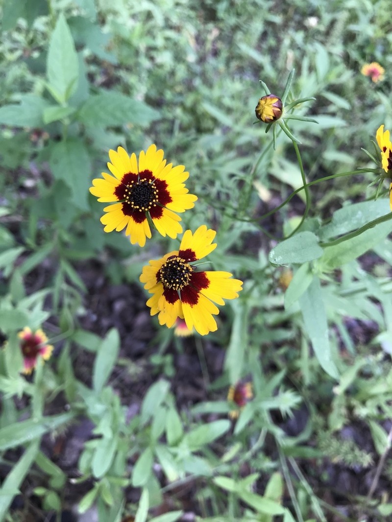 Rock Tickseed photo 7