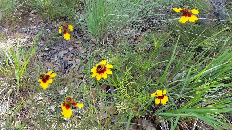 Rock Tickseed photo 8