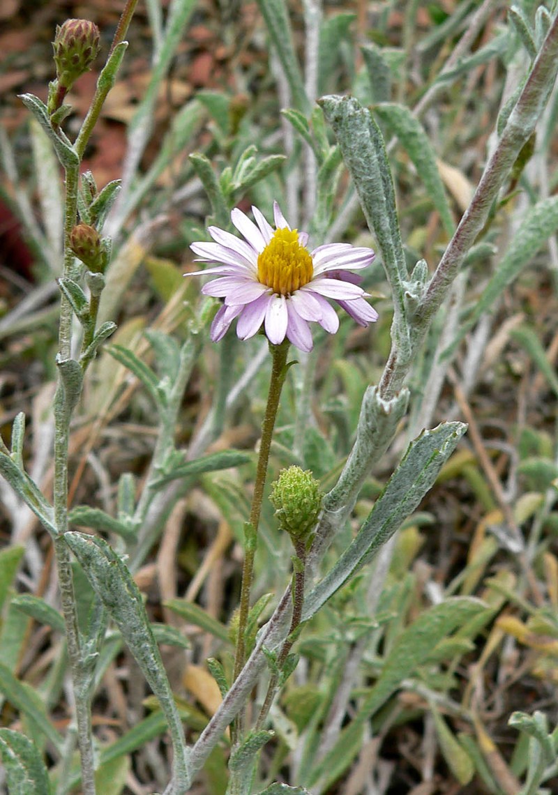 Common Sandaster