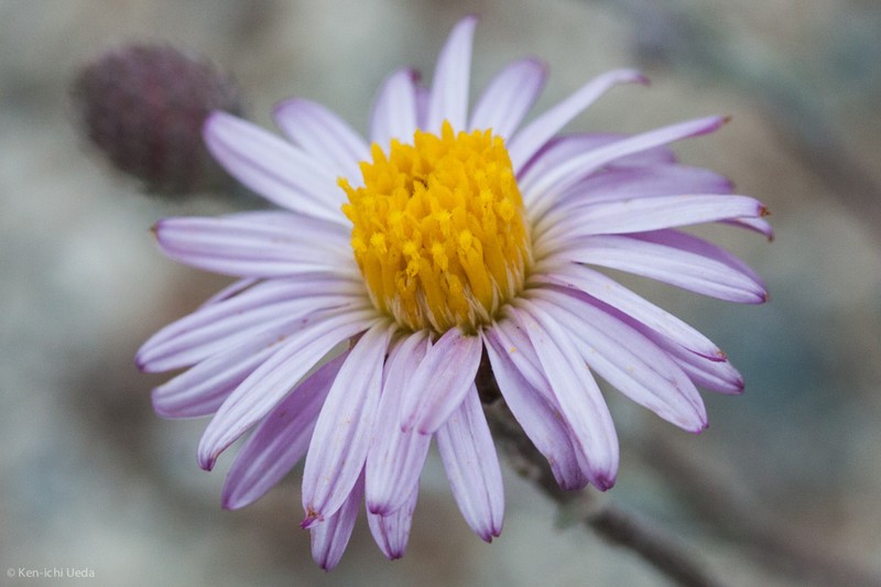Common Sandaster