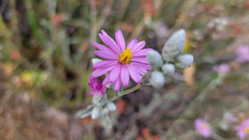 Common Sandaster photo 2
