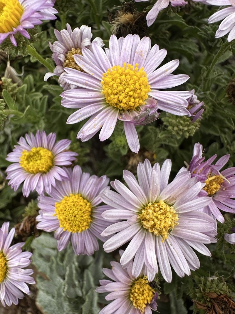 Common Sandaster photo 3