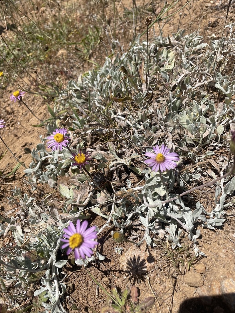 Common Sandaster photo 4