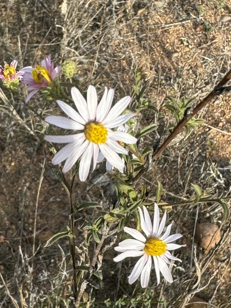 Common Sandaster photo 5