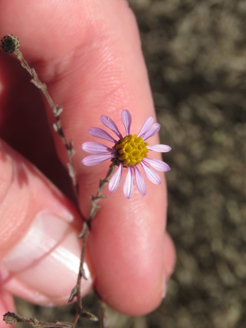 Common Sandaster photo 7