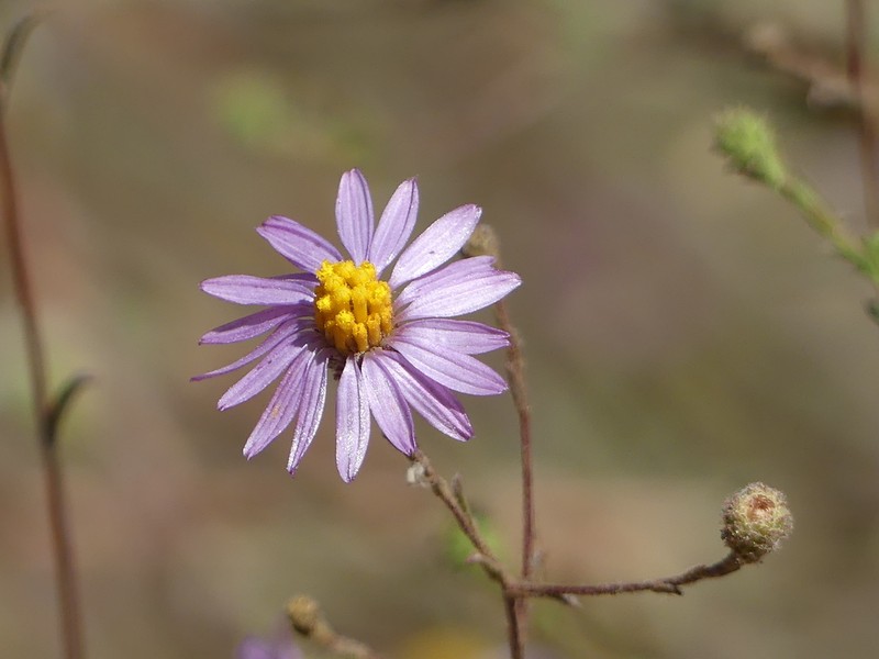 Common Sandaster photo 8