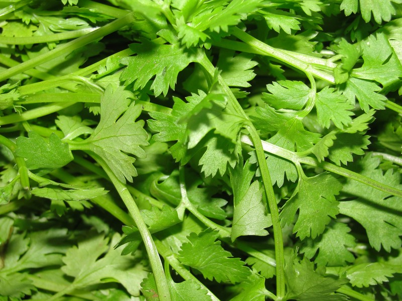 Coriander photo 3
