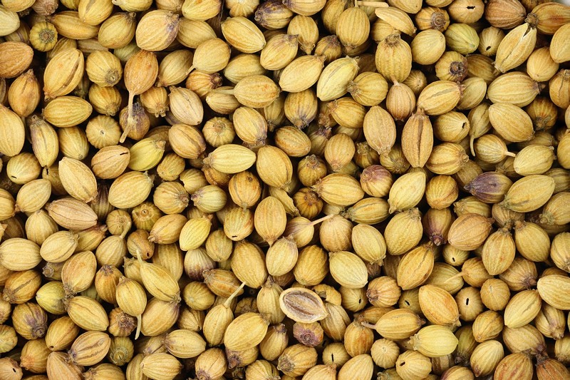 Coriander photo 4